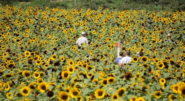 There’s A 2.5-Acre Sunflower Maze In Connecticut That’s Just As Magnificent As It Sounds