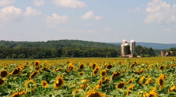 There’s A 40-Acre Sunflower Maze In New Jersey That’s Just As Magnificent As It Sounds