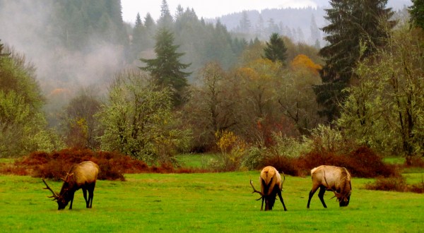 Most People Don’t Know About This Incredible Wildlife Refuge Hidden On Oregon’s Coast