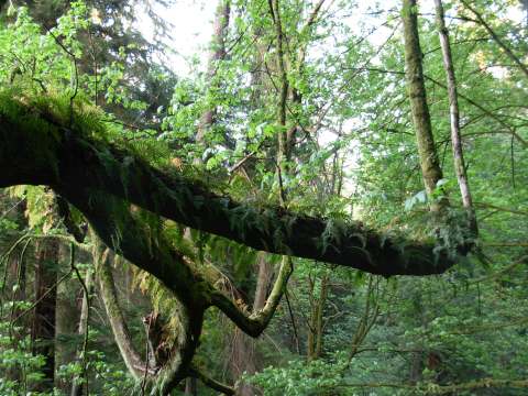 This Spectacular Urban Washington Forest Makes A Perfect Escape