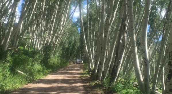5 Positively Magical Tree Tunnels In Colorado That Will Take Your Breath Away