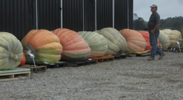 You Have To See The World’s Largest Pumpkins At This Small Town Festival In Kentucky