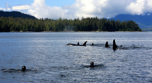 Only In Alaska Can You Snorkel With Orcas