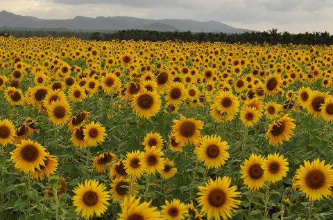 There's A 5-Acre Sunflower Maze In Illinois That's Just As Magnificent As It Sounds