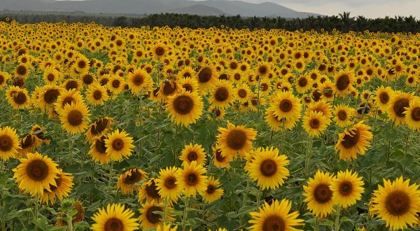 There’s A 5-Acre Sunflower Maze In Illinois That’s Just As Magnificent As It Sounds