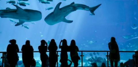 The 10 Million Gallon Aquarium In The U.S. That You Simply Must Visit