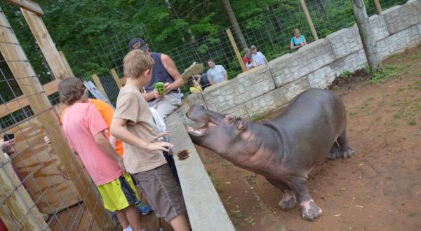 Most People Don’t Know About This Underrated Zoo Hiding In Michigan