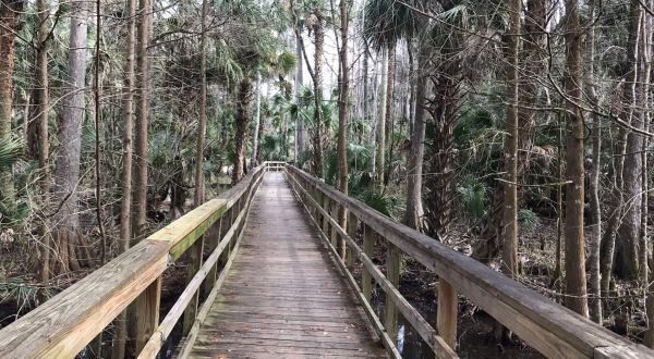 The Underrated River Trail In Florida You’ll Want To Hike Over And Over Again
