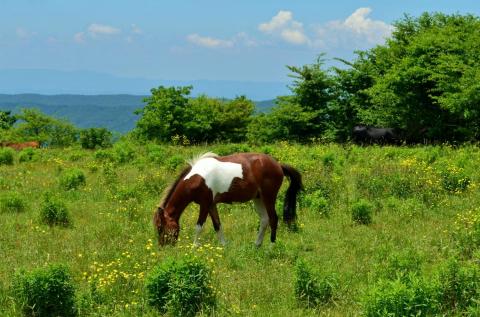 You'll Love The Wild Ponies Along This Magical Forest Hike In Virginia