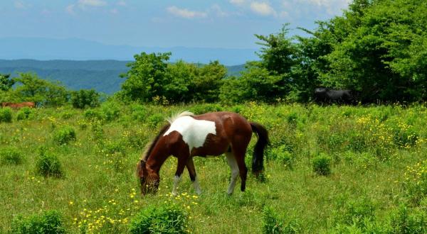 You’ll Love The Wild Ponies Along This Magical Forest Hike In Virginia