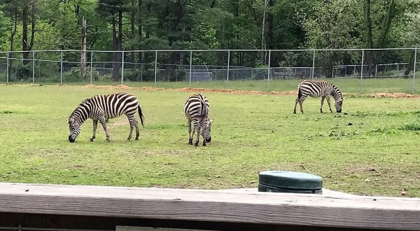 Most People Don’t Know About This Underrated Zoo Hiding In Maryland