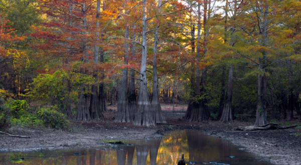This Easy Canoe Trip In Arkansas Transports You To The Middle Of Nowhere