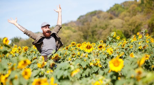 There’s An Enormous Sunflower Maze In Cincinnati That’s Just As Magnificent As It Sounds