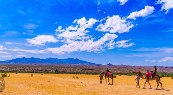 The Spectacular Camel Safari You Can Only Take In Nevada
