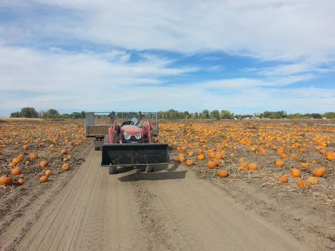 Nothing Says Fall Is Here More Than A Visit To Nevada’s Charming Pumpkin Farm