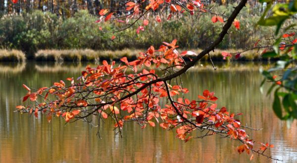 Fall Is Coming And These Are The 11 Best Places To See The Changing Leaves In Delaware