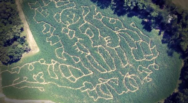 Get Lost In This Awesome 8-Acre Corn Maze In West Virginia This Autumn