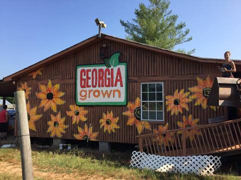 A Trip To This Charming Georgia Pumpkin Patch Makes For An Excellent Fall Outing