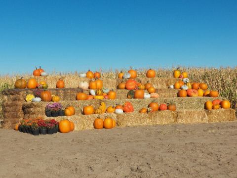 Nothing Says Fall Is Here More Than A Visit To Wyoming's Charming Pumpkin Farm