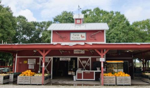 Nothing Says Fall Is Here More Than A Visit To Florida's Charming Pumpkin Farm