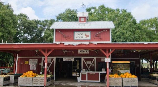 Nothing Says Fall Is Here More Than A Visit To Florida’s Charming Pumpkin Farm