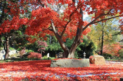 Nothing Says Fall Is Here More Than A Visit To Virginia's Charming Maple Garden