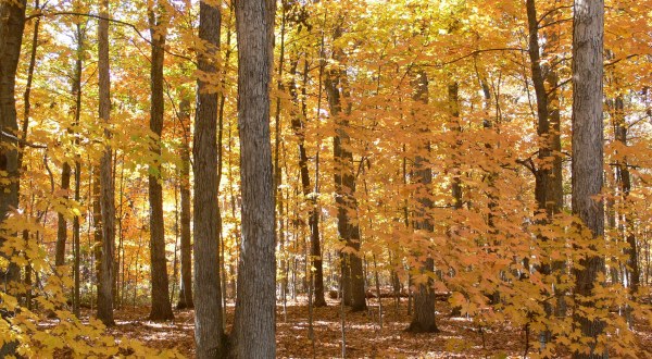 You’ll Be Happy To Hear That Missouri’s Fall Foliage Is Expected To Be Bright And Bold This Year