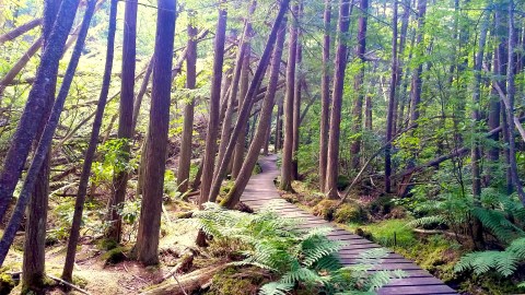This Woodland Boardwalk Trail In Massachusetts Is Absolutely Bewitching
