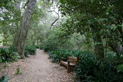 The Ancient Forest In Southern California That's Right Out Of A Storybook