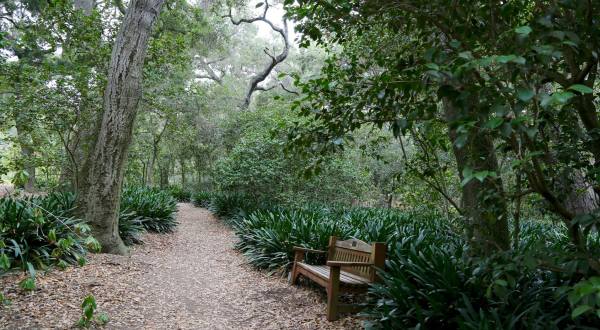 The Ancient Forest In Southern California That’s Right Out Of A Storybook