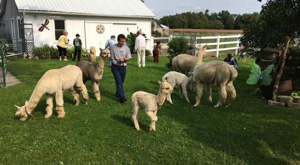 Sip Wine With Alpacas At This Charming Ranch In Wisconsin