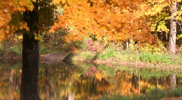 You’ll Be Happy To Hear That Alabama’s Fall Foliage Is Expected To Be Bright And Bold This Year