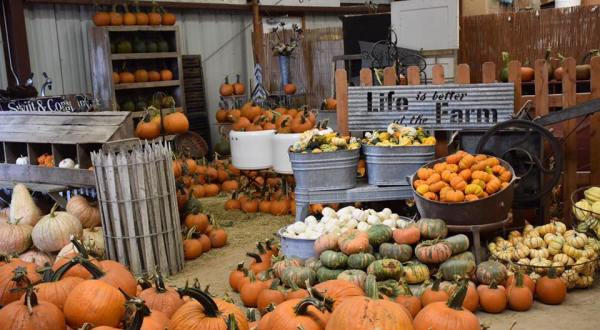 A Trip To This Vibrant Pumpkin Patch Near Austin Will Put You In The Mood For Fall