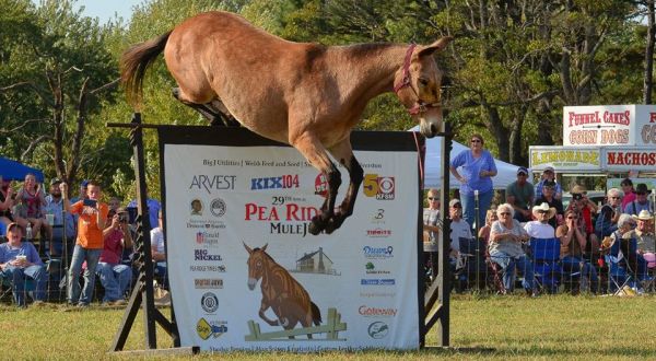 There’s Nothing More Arkansan Than This Annual Mule Jump