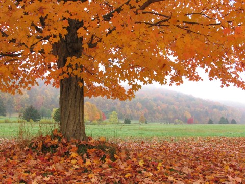 You'll Be Happy To Hear That Buffalo’s Fall Foliage Is Expected To Be Bright And Bold This Year