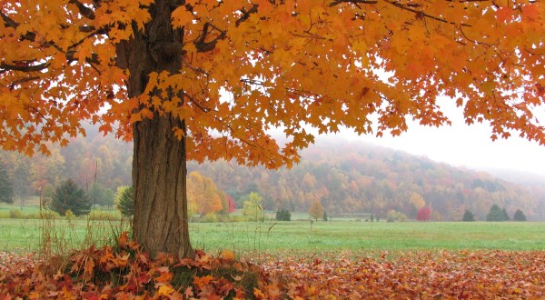 You’ll Be Happy To Hear That Buffalo’s Fall Foliage Is Expected To Be Bright And Bold This Year