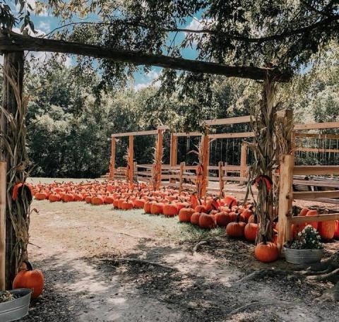 The Mississippi Farm That Transforms Into A Halloween Wonderland Each Year