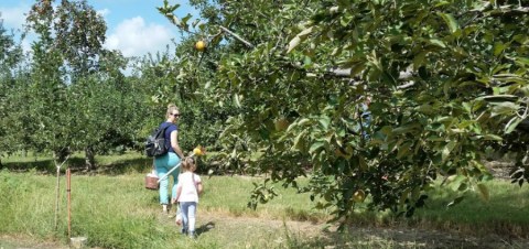 Nothing Says Fall Is Here More Than A Visit To This South Carolina Charming Apple Farm