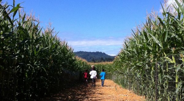 Get Lost In This Awesome 8-Acre Corn Maze In Oregon This Autumn
