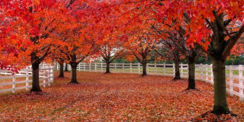 You'll Be Happy To Hear That New Jersey's Fall Foliage Is Expected To Be Bright And Bold This Year