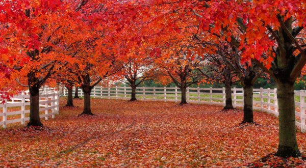 You’ll Be Happy To Hear That New Jersey’s Fall Foliage Is Expected To Be Bright And Bold This Year