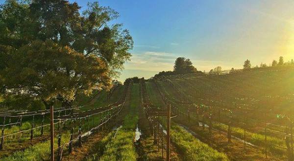 This Humongous Vineyard In Northern California Is Unlike Any Other You’ve Seen