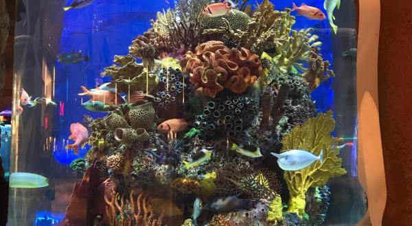 The 200,000-Gallon Aquarium At This Deep Ocean-Themed Restaurant In Tennessee Is A Sight To See