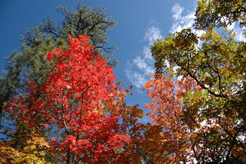 You'll Be Happy To Hear That New Mexico's Fall Foliage Is Expected To Be Bright And Bold This Year