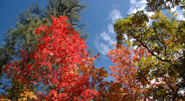 You’ll Be Happy To Hear That New Mexico’s Fall Foliage Is Expected To Be Bright And Bold This Year