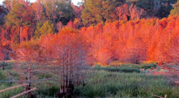 You’ll Be Happy To Hear That Mississippi’s Fall Foliage Is Expected To Be Bright And Bold This Year