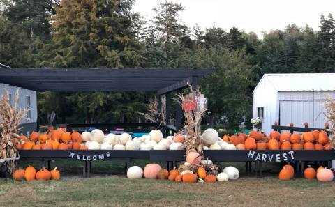 A Trip To This Charming Nebraska Pumpkin Patch Makes For An Excellent Fall Outing