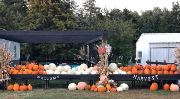 A Trip To This Charming Nebraska Pumpkin Patch Makes For An Excellent Fall Outing