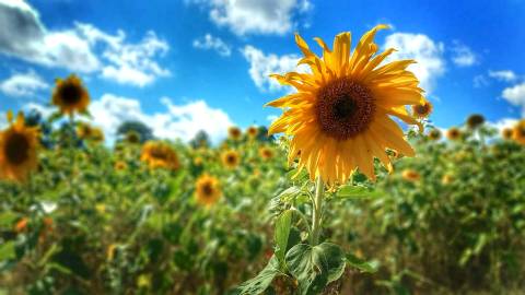 You'll Swoon Over This Pick-Your-Own Sunflower Field In Massachusetts
