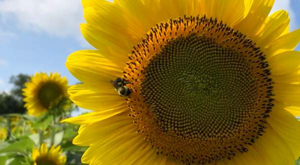 Pick Your Own Sunflowers At This Charming Farm Hiding In Iowa